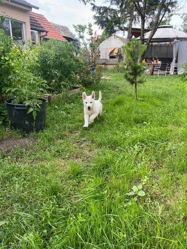 labrador psi: Štenci Belog švajcarskog ovčara ostenjeni 05.09.2023. U ponudi 3 muska — 1