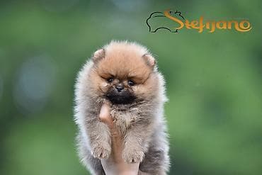 psi na poklon beograd: Pomeranac Boo. Čistokrvni, prelepi štenci pomeranca,vrhunskog porekla — 5