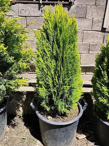 sadnice hrasta cena: Lovor višnja – sadnice u saksiji - Zimzelene sadnice Prunus — 3