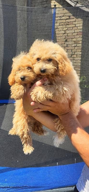 psi na poklon smederevo: Maltipoo-Bipooo Na prodaju stenci oba pola ostenjeni 01.05.2026.Majka — 7