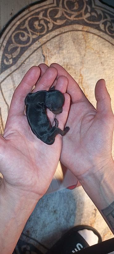 psi na poklon zrenjanin: Jorkširski terijeri – leglo štenaca majka kilo i po otac 980 gr — 2