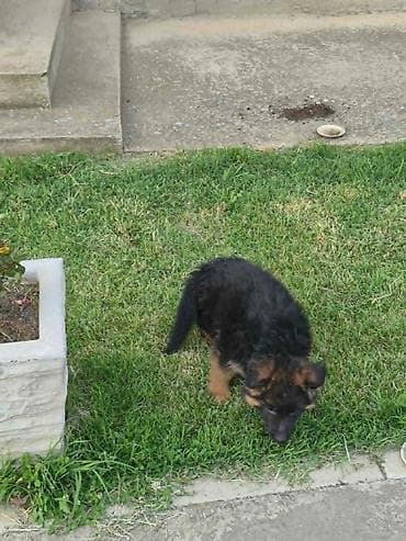 dog: Na prodaju još 2 zenke iz legla dugodlakog nemačkog ovcara. Štenci su — 4