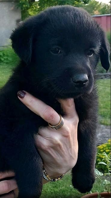 pomeranci psi: Imamo tri muska steneta Labradora, crne boje. Vakcinisani i ocisceni — 4