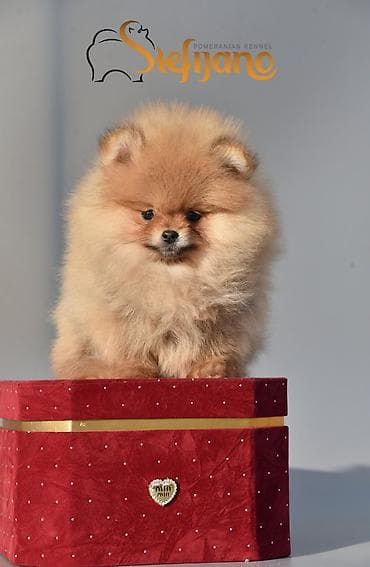 Other Pets & Animals: Pomeranac Boo. Vrhunski stenci pomeranca, kratkih njuškuca — 7