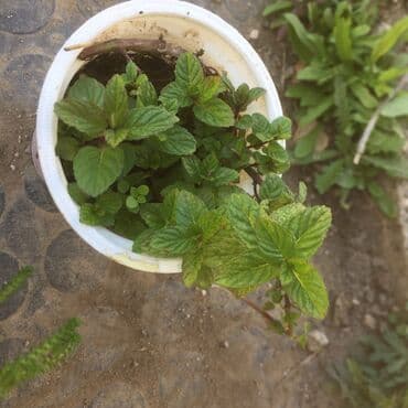 forma ideale sto za dnevnu sobu: Razno ne mrzne — 3