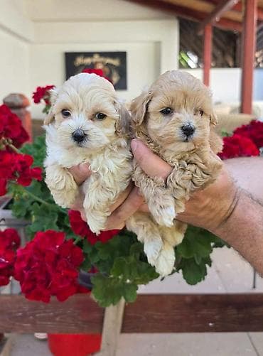 psi štenci: Savrseni maltipoo bebani spremni su za preuzimanje. Jako malog rasta — 1
