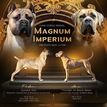 seat pets: Odgajivačnica Cane Corso Magnum Imperium nudi na prodaju prelepe — 8
