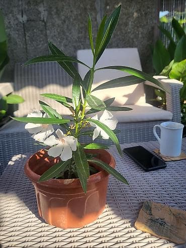 za suncanje: Beli oleander - Vrsta: Nerium oleander (beli kultivar) - Biljka sa — 1