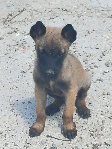 Štenci (verovatno tip belgijskog ovčara – malinoa) - Starost: mladi