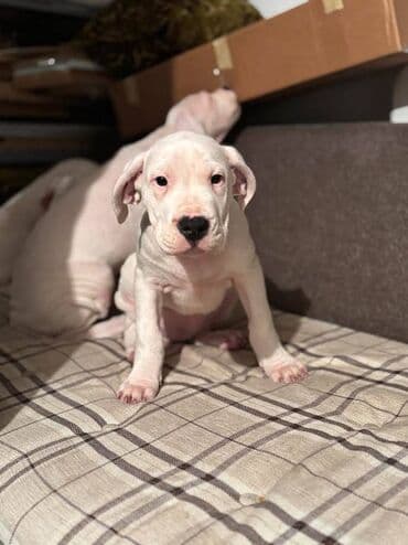 stenci samojeda: Dogo Argentino Prodajem štence DOGO ARGENTINO, oštenjeni 23.10.25. U — 3