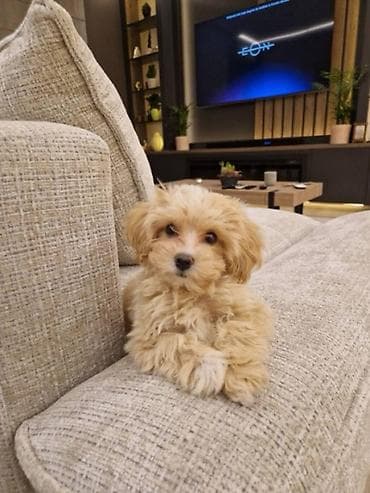 Donji delovi trenerke: Maltipoo vrhunske genetike u registrovanoj odgaivacnici Bahu Djokovic — 4