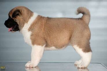 poklon psi: Američka Akita štenci Odgajivacnica TOP WINNER PUPPY sa ponosom — 5