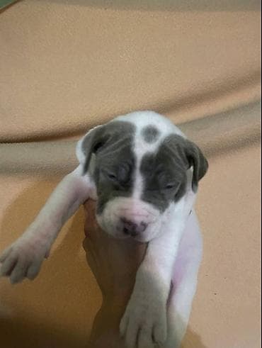 american bully prodaja: American bully štenci – vrhunski kvalitet Na prodaju tri prelepe ženke — 7