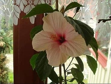█▬█ █ ▀█▀ *** EXTRA PONUDA *** Džinovski Hibiskus 200 semenke