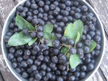 prodaja sadnica voca cene: Aronija (Aronia melanocarpa) sveža, organska, odličnog kvaliteta, bez — 2