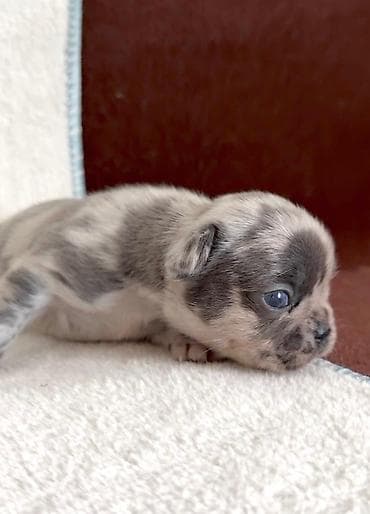 Pets & Animals: Dostupni stenci francuskog buldoga za rezervaciju! Naši štenci — 6