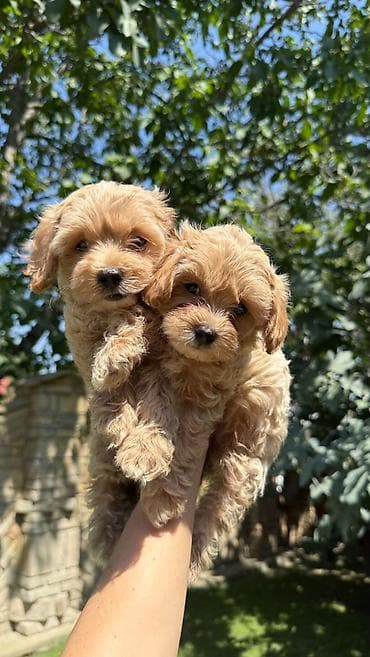 gonici prodaja: Maltipoo kucici,prelepi,odgajani u kuci.Ocisceni od — 4