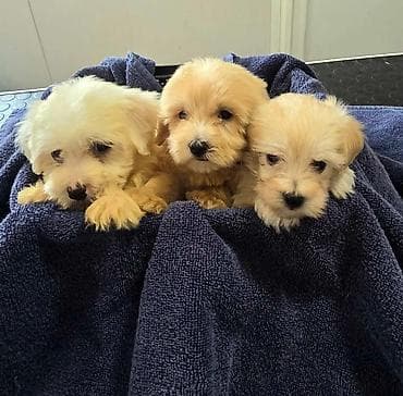 maltezer mali: Prelepi Maltipoo štenci Na prodaju štenci MALTIPOO Vakcinisani i — 3