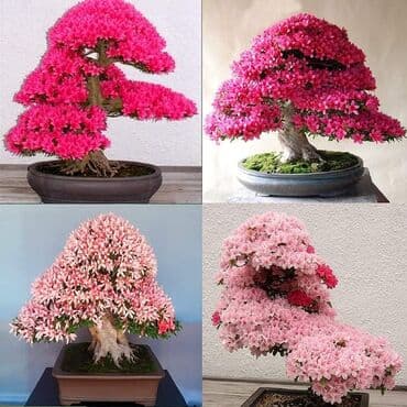 mini motorne testere: Sakura Bonsai mini japanska trešnja seme
Cena: 550din/5 semenki — 9