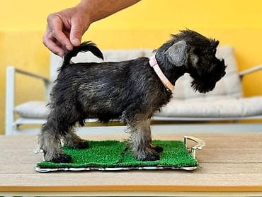 stafordi na poklon: Odgajivačnica patuljastih šnaucera Pet House ima slobodno dva ženska — 7