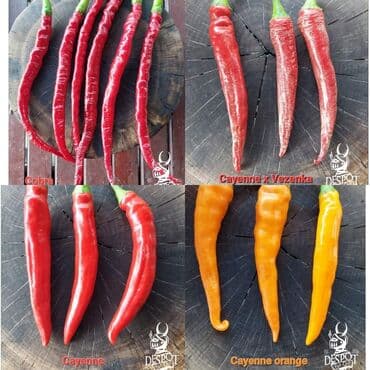 za dvoriste: 🌶Seme najljućih i egzotičnih čili papričica🌶 Za kupljenih pet — 18