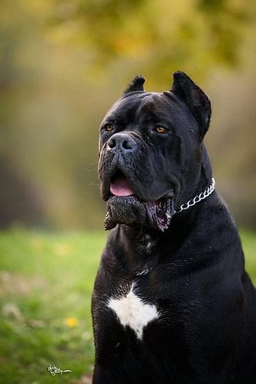 Na prodaju prelep mužjak Cane Corso, star 2,5 godine. Socijalizovan