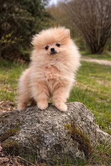 bordoška doga cena: Pomeranac zenkica. Dostupna prelepa ženkica pomeranca. Starosti 4 mes — 9