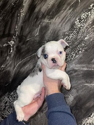 pomeranac mali psi za stan na poklon: Francuski buldog štenci – merle i bele šare, plave oči - Rasa — 3