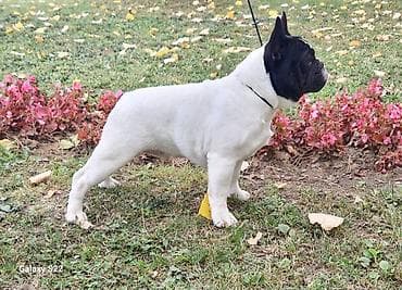 Stenci stari 6 meseci,iz odgajivacnice Bresye Frenchie, gajeni u na lalafo.rs Stenci stari 6 meseci,iz odgajivacnice Bresye Frenchie, gajeni u