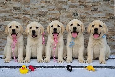 pelene za pse pepco: Labrador retriver štenci, prelepi Predstavljamo vam novu generaciju — 2