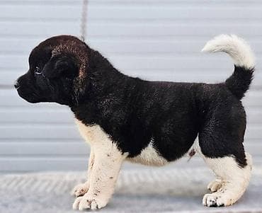 konji ulje na platnu: Američka Akita štenci Odgajivacnica TOP WINNER PUPPY sa ponosom — 5