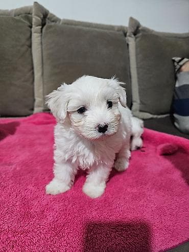 psi na poklon vrsac: Na prodaju cistokrvni stenci maltezera. Ostenjeni 24.12.25. 4 zenkice — 4