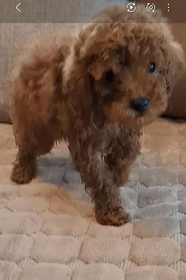 francuski buldog crni: Štenci crvene mini pudlice ostenjeni 29.decembra : FCI PEDIGRE — 2