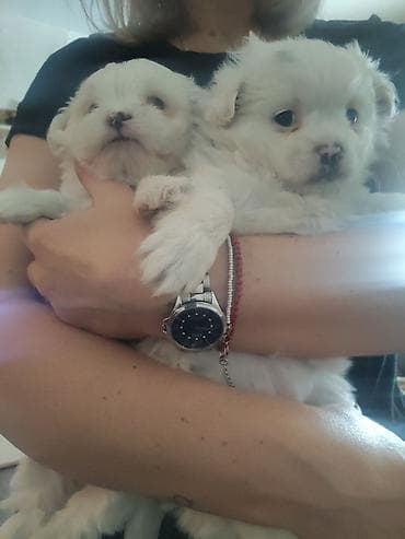maltezeri na poklon nis: Štenci majke mini maltezera i oca pikinejzera - Čisto beli štenci — 2