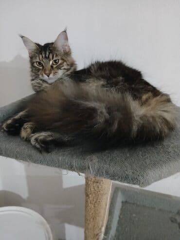 jeftina hrana za pse: Maine Coon mačka – prelepa tigrasta (brown tabby) ženka sa izrazitim — 9