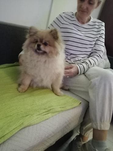 psi poklon: Pomeranac (Spitz) – prelep, kompaktan ljubimac - Rasa: patuljasti — 3