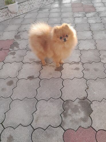pomeranci oglasi: Pomeranac muski star 10 meseci — 3