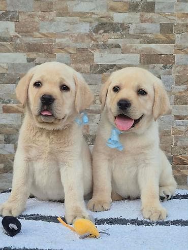 pelene za pse pepco: Labrador retriver štenci, prelepi Predstavljamo vam novu generaciju — 4
