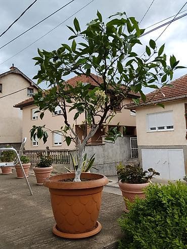 Limun u saksiji (citrus u cvetu) - Vrsta: limun (Citrus limon)