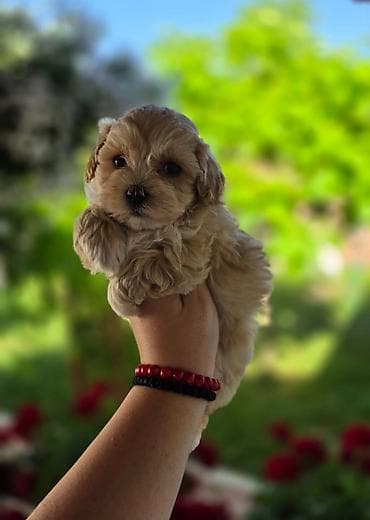 psi štenci: Savrseni maltipoo bebani spremni su za preuzimanje. Jako malog rasta — 3