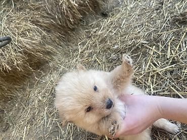 mesanac malinoa i nemackog ovcara: Štene mesanci otac zlatni retriver retrivera tek prijeli nisu — 8