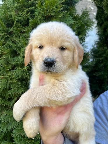 ljubimci na poklon: Na prodaju stenci Zlatnog retrivera ostenjeni 19.01.2026. Stenci su — 6