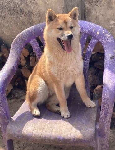 mali psi na poklon novi sad: Shiba inu stenci na prodaju, muskog i zenskog pola, crvene boje — 6