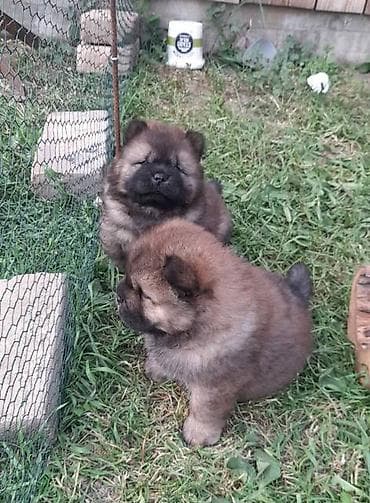 mali psi za stan na poklon: Chow Chow štenci Štenci Čau-Čau izložbenog potencijala sa rodovnikom — 5