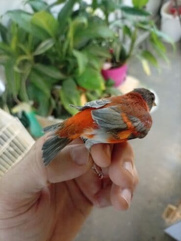 Ptice: Vrsta: venecuelske cajzle Opis: - Ukrasni ptice intenzivnog — 2