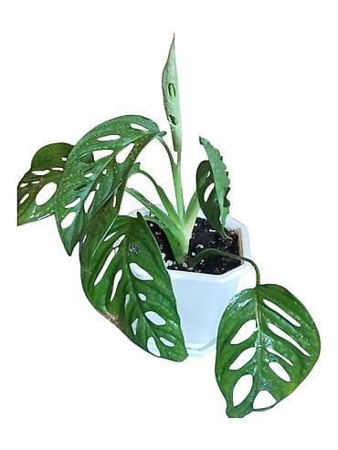 biljka adam zuti listovi: Monstera adansonii (švajcarski sir biljka) u saksiji - Ukrasna sobna — 1