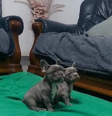 Francuski buldog štenci egzotičnih boja veseli umiljati, stručno