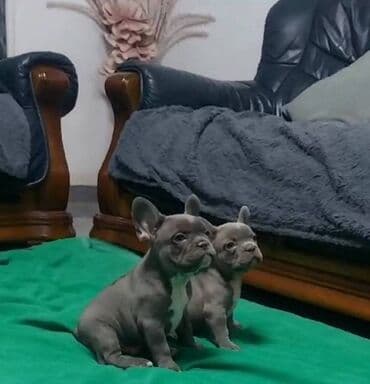 Psi: Francuski buldog štenci egzotičnih boja veseli umiljati, stručno — 1