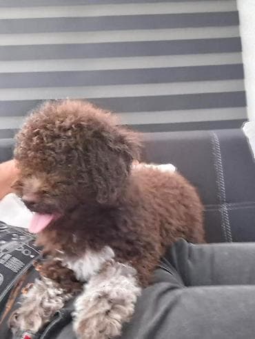 pudle toy cena: Lagotto Romagnolo – rezervacija stenaca Dostupno novo leglo pasa rase — 10