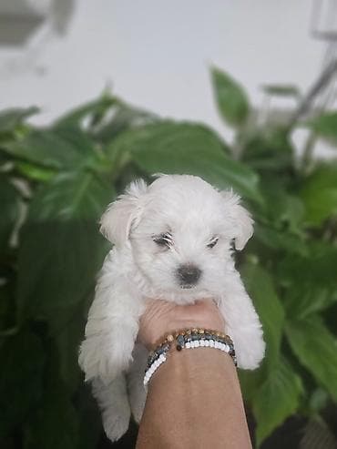 Psi: Na prodaju preslatki mini maltezeri.4 muzjaka i dve zenkice. Rodjeni — 9